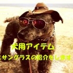 愛犬をオシャレにする犬用アイテム帽子とサングラスの紹介