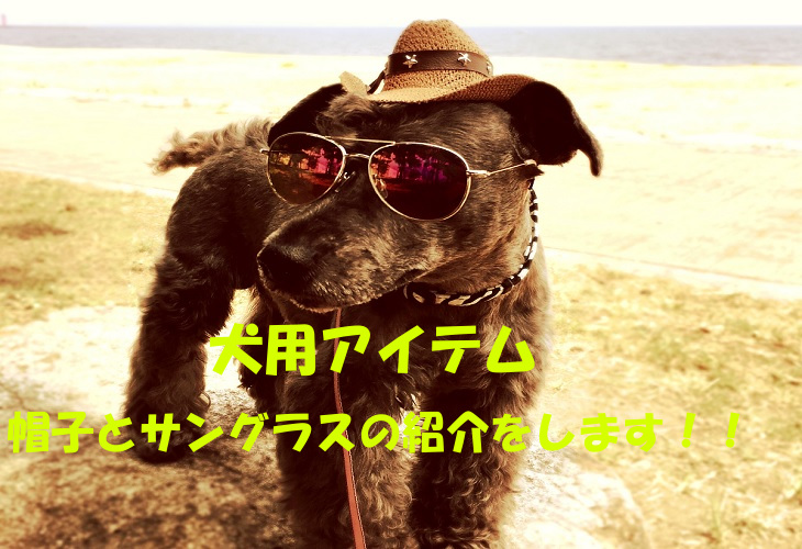 愛犬をオシャレにする犬用アイテム帽子とサングラスの紹介 Mシュナ レオの時間