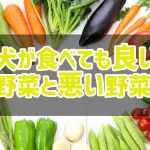 意外と知らない犬に与えて良い野菜と悪い野菜と与え方って？