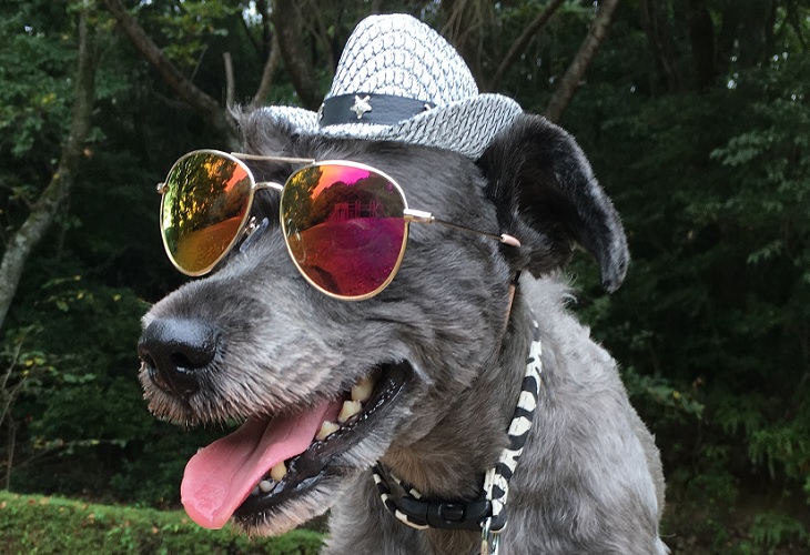 犬の帽子とサングラス