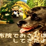 湯布院の犬屋敷や猫屋敷などを見ながら散歩してきました！