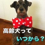 犬の高齢犬っていつから？高齢犬がしがちな6個の行動と変化