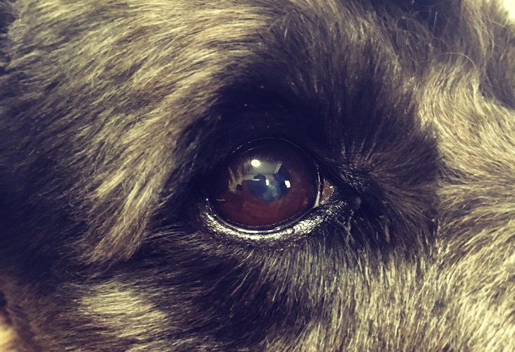 レオの目